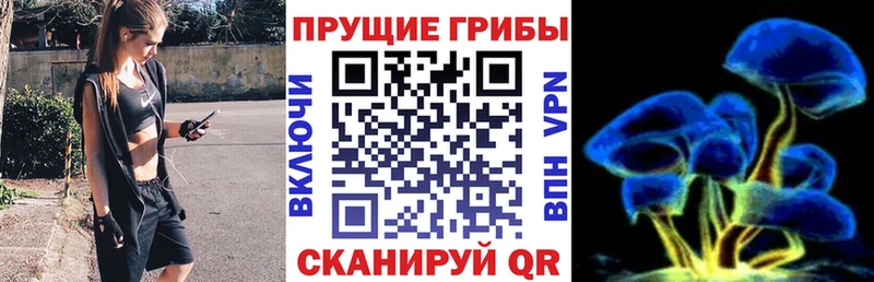 Псилоцибиновые грибы Psilocybe  Заинск 